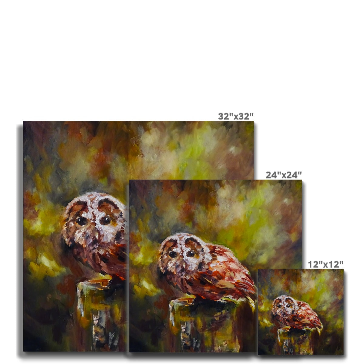 Boobook Owl Canvas