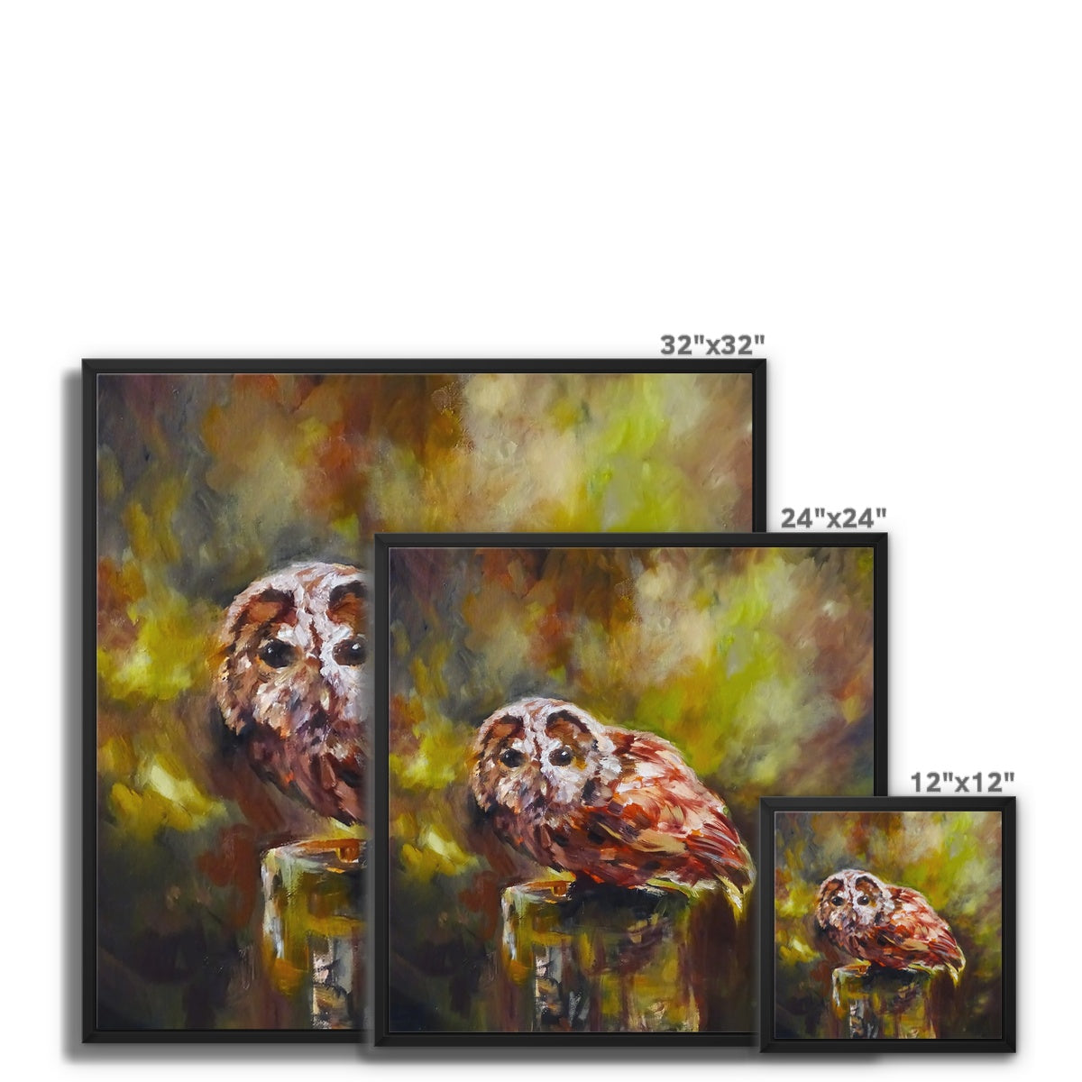 Boobook Owl Framed Canvas