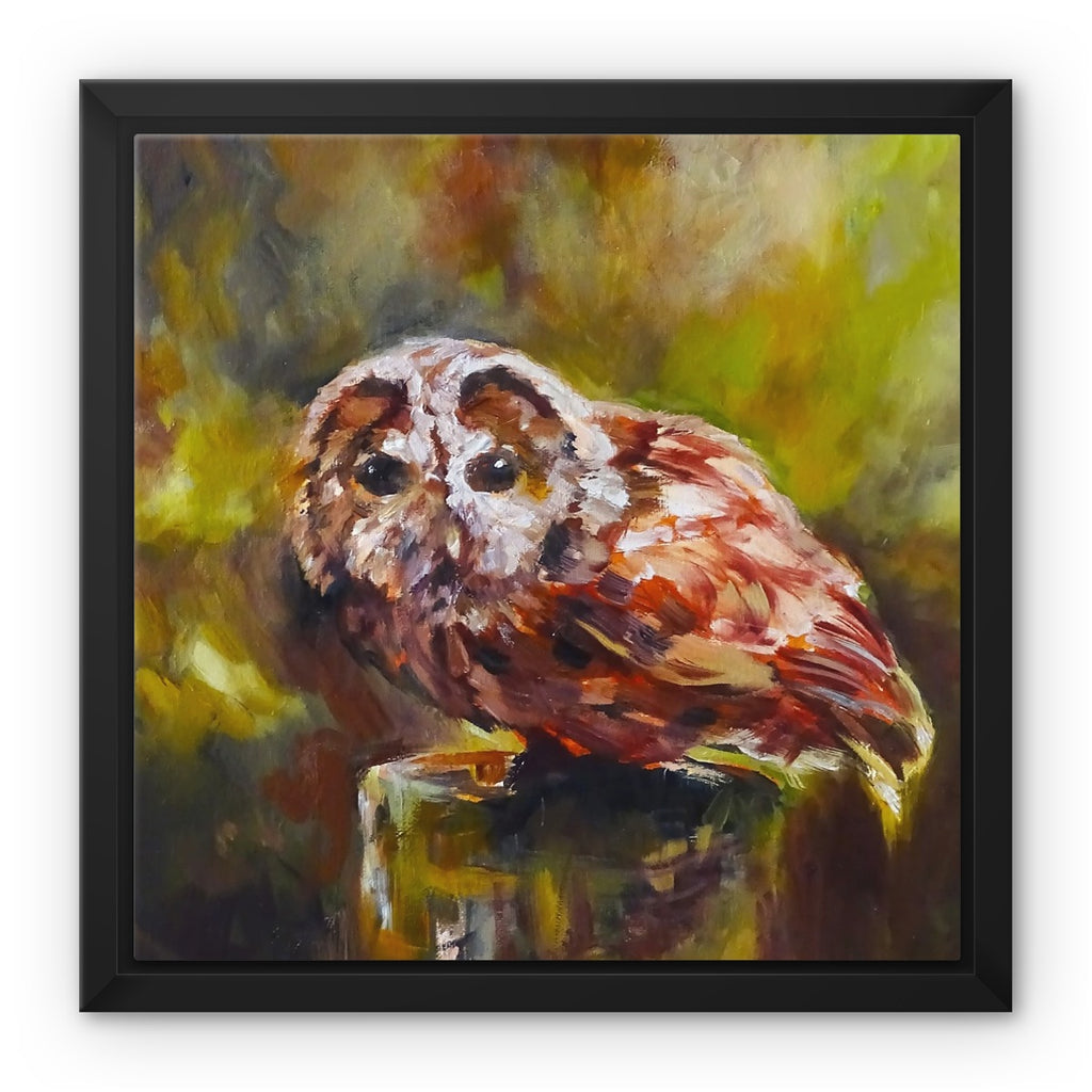 Boobook Owl Framed Canvas