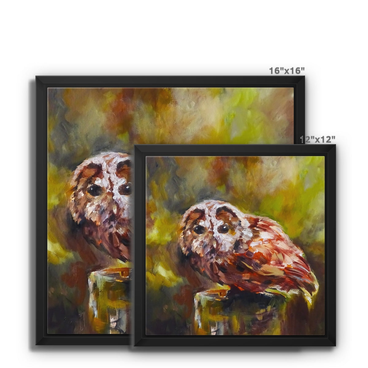 Boobook Owl Framed Canvas