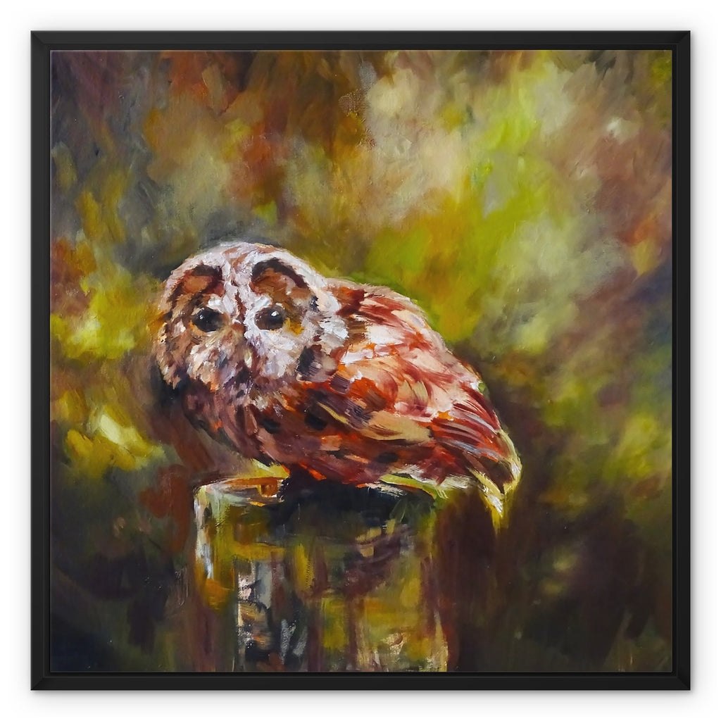 Boobook Owl Framed Canvas