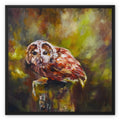 Boobook Owl Framed Canvas